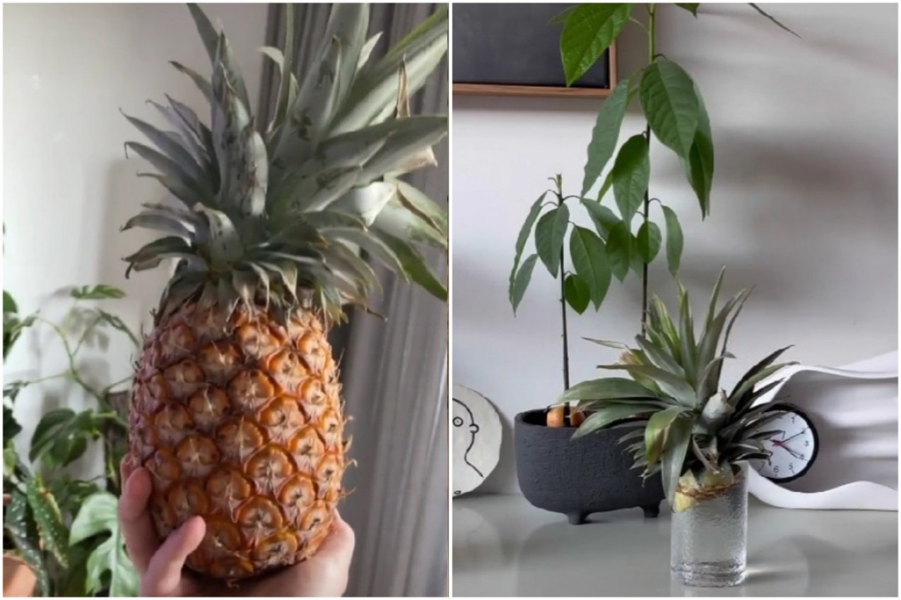 ČUDO, EVO ŠTA SE DESI KADA PETELJKU ANANASA POTOPITE U VODU! Rezultat je neverovatan!