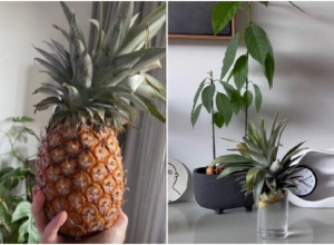 ČUDO, EVO ŠTA SE DESI KADA PETELJKU ANANASA POTOPITE U VODU! Rezultat je neverovatan!