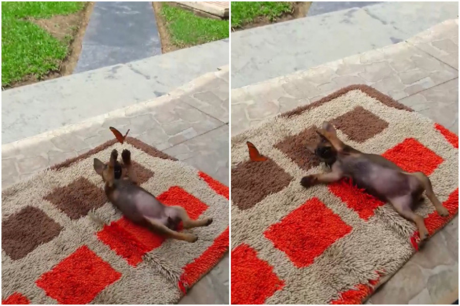 KUCA JE VIDELA LEPTIRA, A ONDA JE USLEDILO NEŠTO ČUDESNO! Ovi snimci će vam ugrejati srce (VIDEO)