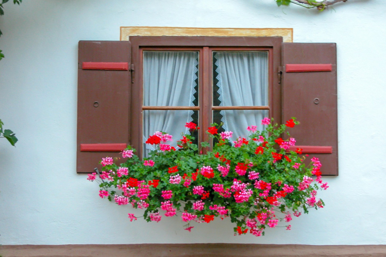 ŽELITE DA VAM MUŠKATLE CVETAJU KAO OD ŠALE? Rešenje je u vašoj kućnoj apoteci!