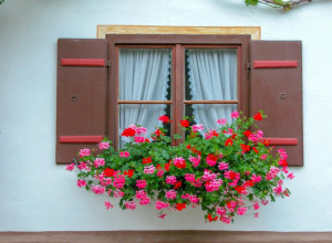 ŽELITE DA VAM MUŠKATLE CVETAJU KAO OD ŠALE? Rešenje je u vašoj kućnoj apoteci!