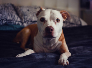 NATERALA SAM GA DA BIRA IZMEĐU MENE I PSA! Evo kako se završilo!