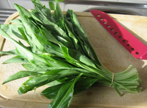 DA LI STE ČULI ZA MEDVEĐI LUK? U pitanju je namirnica koja čisti krvne sudove i štiti srce, zdravije ne može!