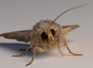 REŠITE SE MOLJACA BEZ BILO KAKVE HEMIJE! Dovoljno je jedno sredstvo iz kuhinje, bićete fascinirani rezultatom