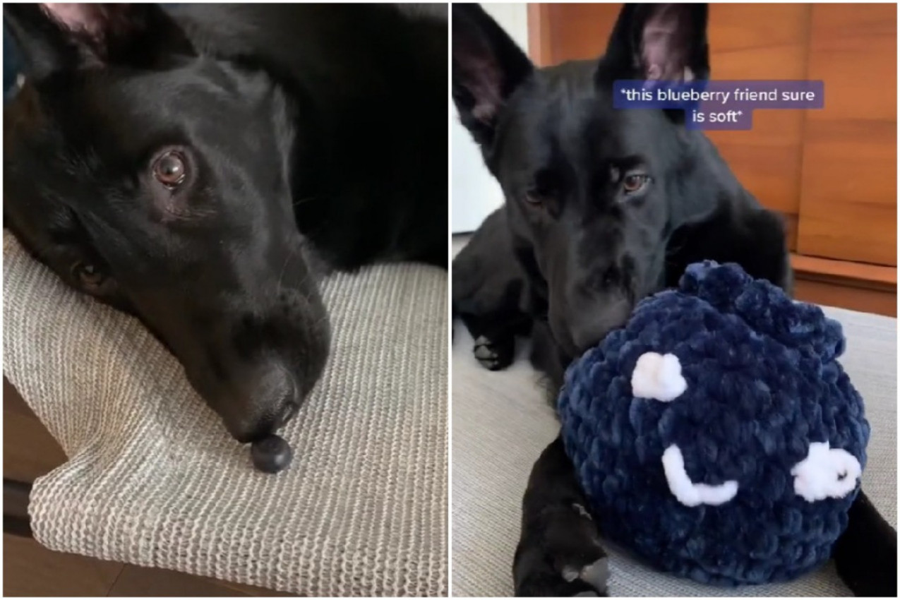 POGLEDAJTE ŠTA OVA KUCA RADI SA BOROVNICOM! Ovaj snimak će vam sigurno ulepšati dan!