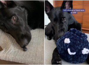 POGLEDAJTE ŠTA OVA KUCA RADI SA BOROVNICOM! Ovaj snimak će vam sigurno ulepšati dan!