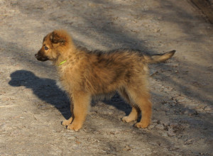 SPASLI SU GA S ULICE I UDOMILI! Kada su shvatili o kojoj se životinji radi, prestravili su se! (FOTO)