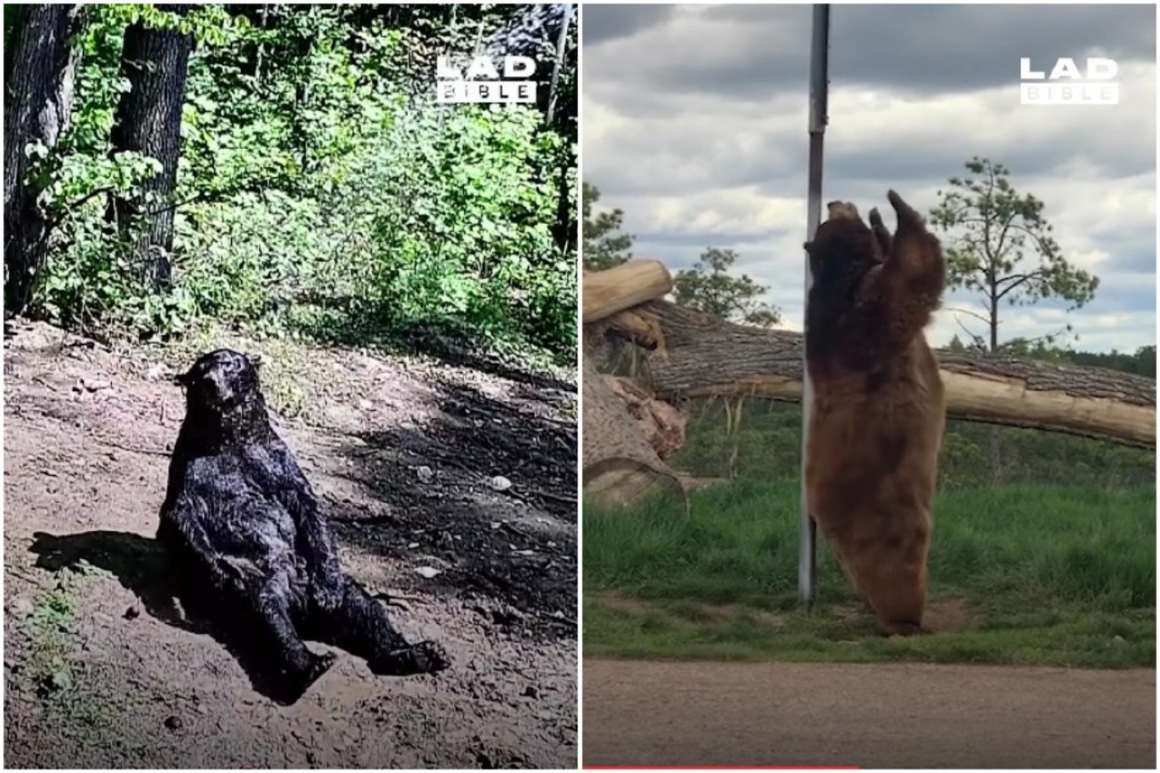 KAO IZ CRTANOG FILMA: Medvedi koji će vas nasmejati do suza!