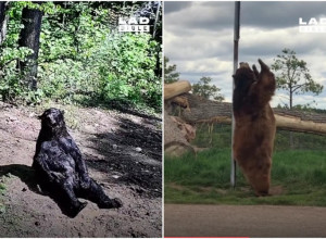 KAO IZ CRTANOG FILMA: Medvedi koji će vas nasmejati do suza!