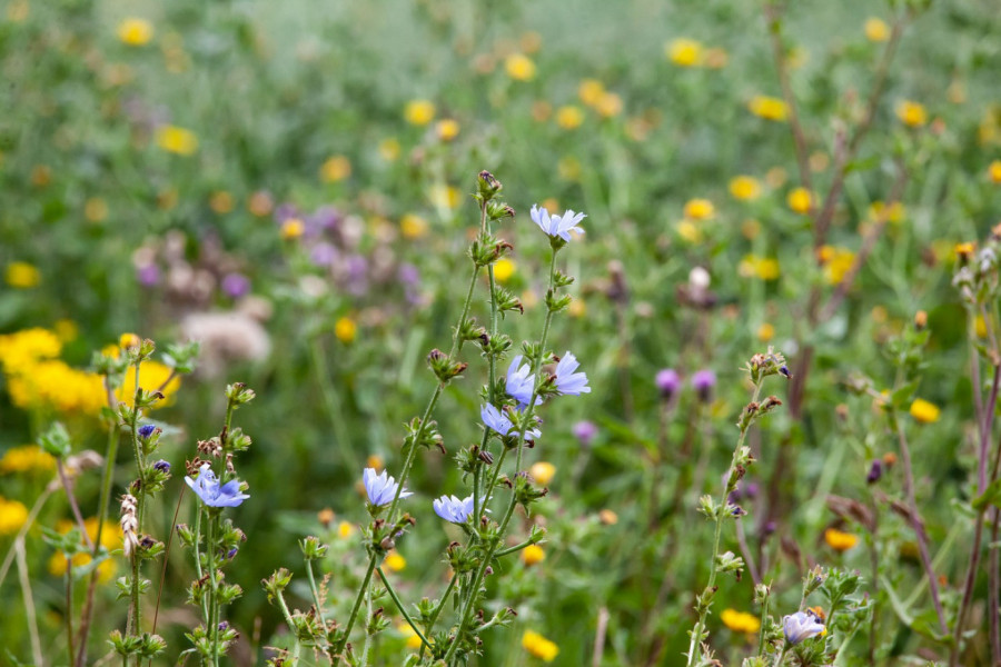 NE UNIŠTAVAJTE OVE KOROVE! U pitanju su lekovite biljke, ovo morate znati