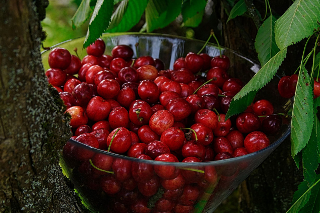 NIKAKO NE BACAJTE PETELJKE OD TREŠANJA! Osim ploda koji je zlata vredan, evo čemu i one mogu da služe!