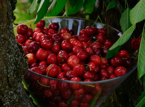 NIKAKO NE BACAJTE PETELJKE OD TREŠANJA! Osim ploda koji je zlata vredan, evo čemu i one mogu da služe!
