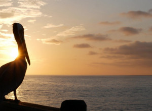 EVO KO JE OMILJENI GOST JEDNOG RESTORANA NA KIPRU: Šeta se među gostima i svi se obraduju kada ga vide!