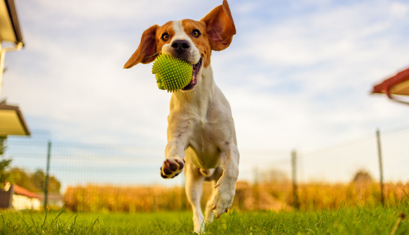 DA LI STE ZNALI DA JE SRČANI CRV U STVARI PRAVI CRV? Ne želite da se ovo dogodi vašem ljubimcu, evo kako da sprečite najgore
