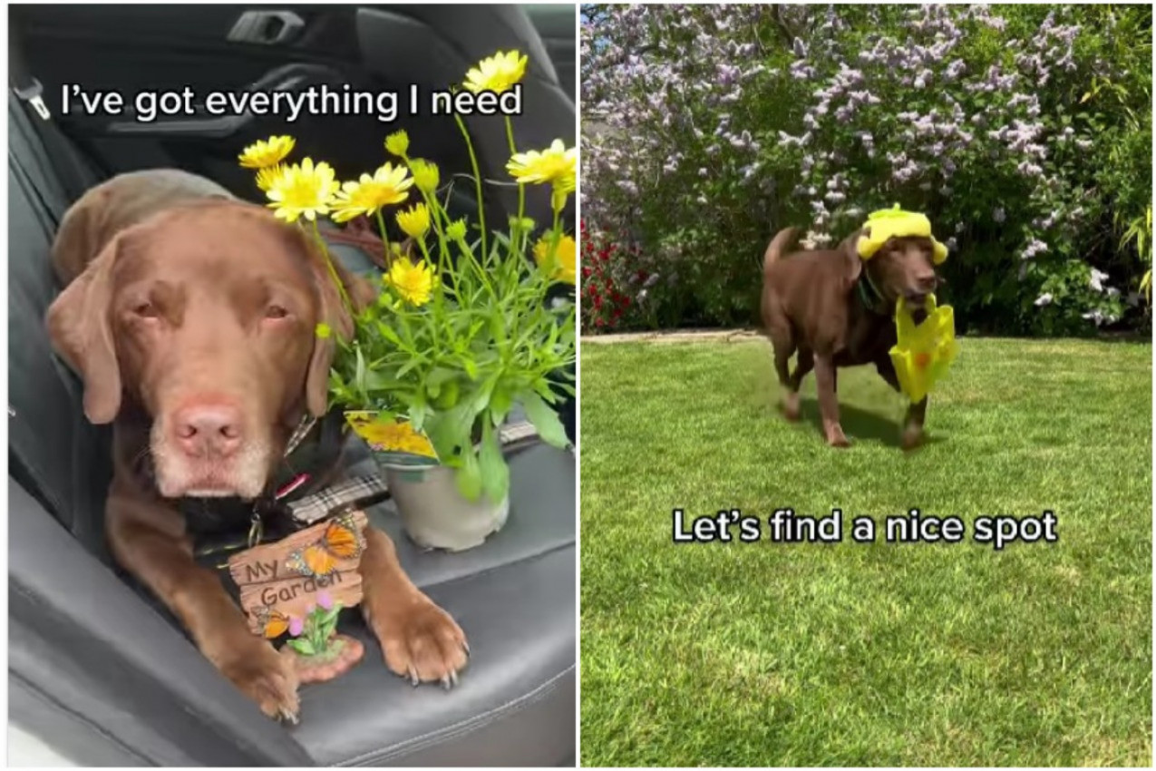 DA LI STE IKADA VIDELI PSA KOJI SADI CVEĆE? Ovaj baštovan će vas raspametiti! (VIDEO)