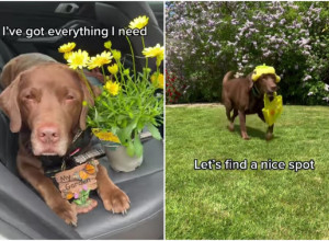 DA LI STE IKADA VIDELI PSA KOJI SADI CVEĆE? Ovaj baštovan će vas raspametiti! (VIDEO)