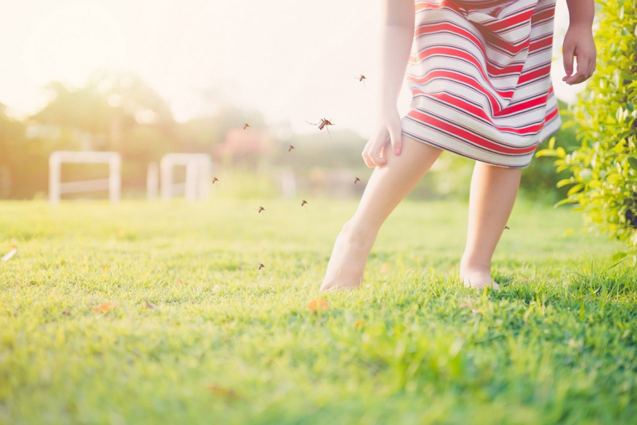 OTERAJTE KOMARCE NA POTPUNO PRIRODAN NAČIN!  5 saveta da se otarasite ovih dosadnih krvopija