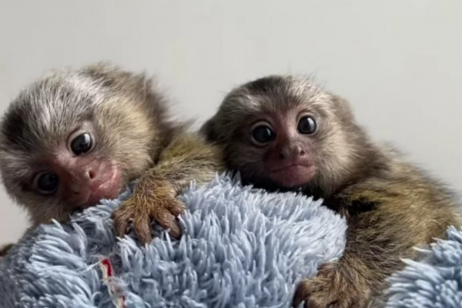 NAJMANJI MAJMUN NA SVETU: Oduševiće vas ova životinjica od 100g!