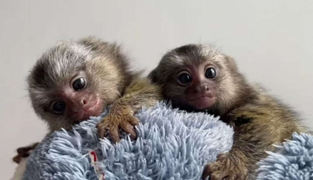 NAJMANJI MAJMUN NA SVETU: Oduševiće vas ova životinjica od 100g!