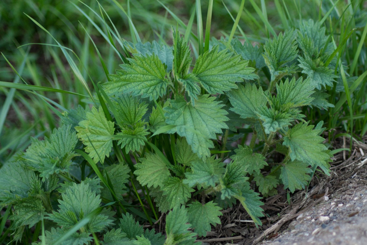 NAPRAVITE PRIRODAN PREPARAT PROTIV BILJNIH VAŠI: Čudesan sprej za uspešno baštovanstvo od biljke koja raste kao korov