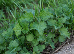 NAPRAVITE PRIRODAN PREPARAT PROTIV BILJNIH VAŠI: Čudesan sprej za uspešno baštovanstvo od biljke koja raste kao korov