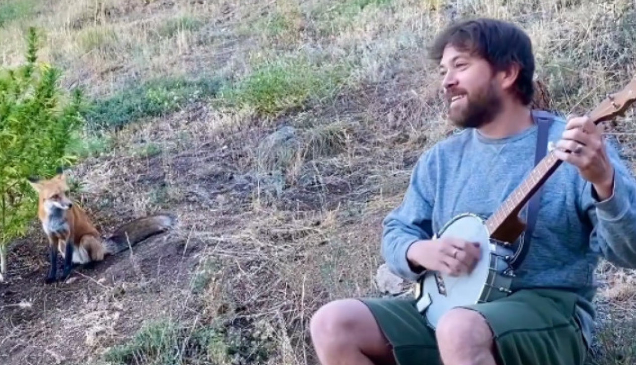 SCENE KOJE ĆE VAM ULEPŠATI DAN: Lisica redovno dolazi na svoj jutarnji koncert! (VIDEO)