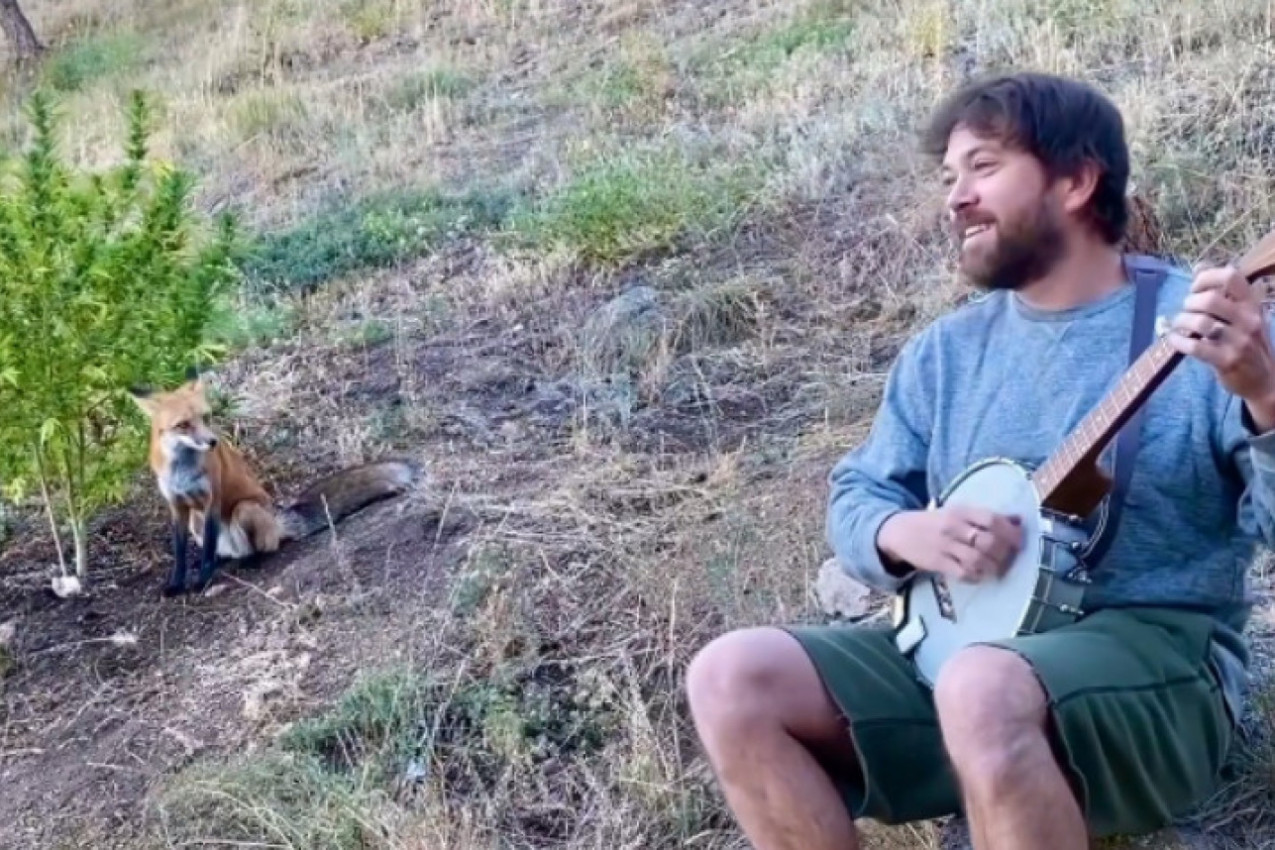SCENE KOJE ĆE VAM ULEPŠATI DAN: Lisica redovno dolazi na svoj jutarnji koncert! (VIDEO)