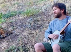 SCENE KOJE ĆE VAM ULEPŠATI DAN: Lisica redovno dolazi na svoj jutarnji koncert! (VIDEO)