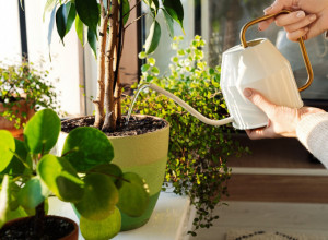 5 ZNAKOVA DA VAM BILJKA UMIRE: I saveti da to sprečite!