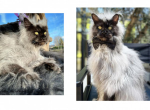 LEPOTAN SA INSTAGRAMA: Mačka za koju misle da je lemur (FOTO i VIDEO)