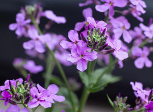 UŽIVAJTE U OPOJNOM MIRISU: Posadite ovu neobičnu noćnu lepoticu