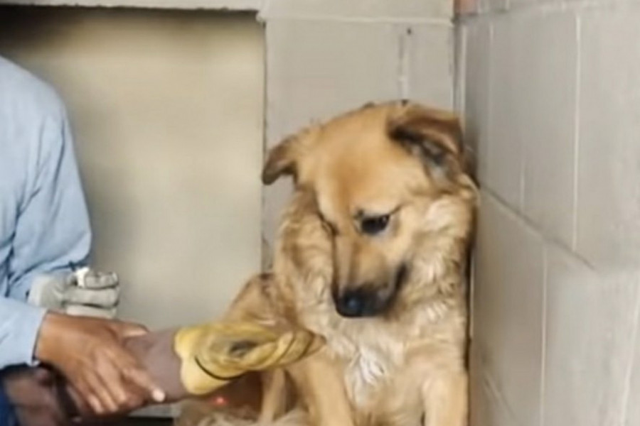 DOKAZ DA LJUBAV MENJA SVET: Priča o ovom psu raznežila svet