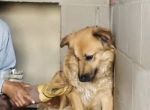 DOKAZ DA LJUBAV MENJA SVET: Priča o ovom psu raznežila svet