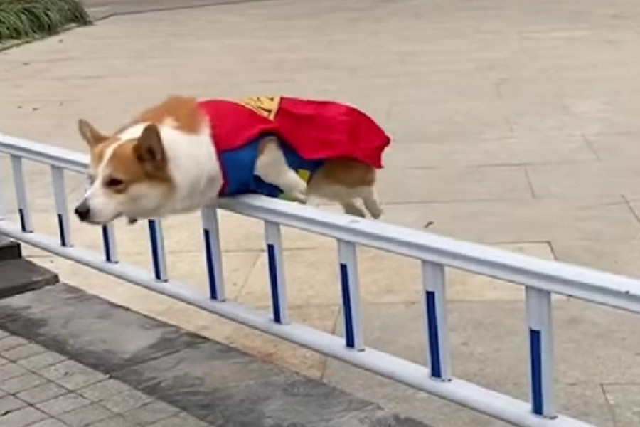 ON JE SUPERKORGI: Ova mala leteća vekna helba će vas ODUŠEVITI! (VIDEO)