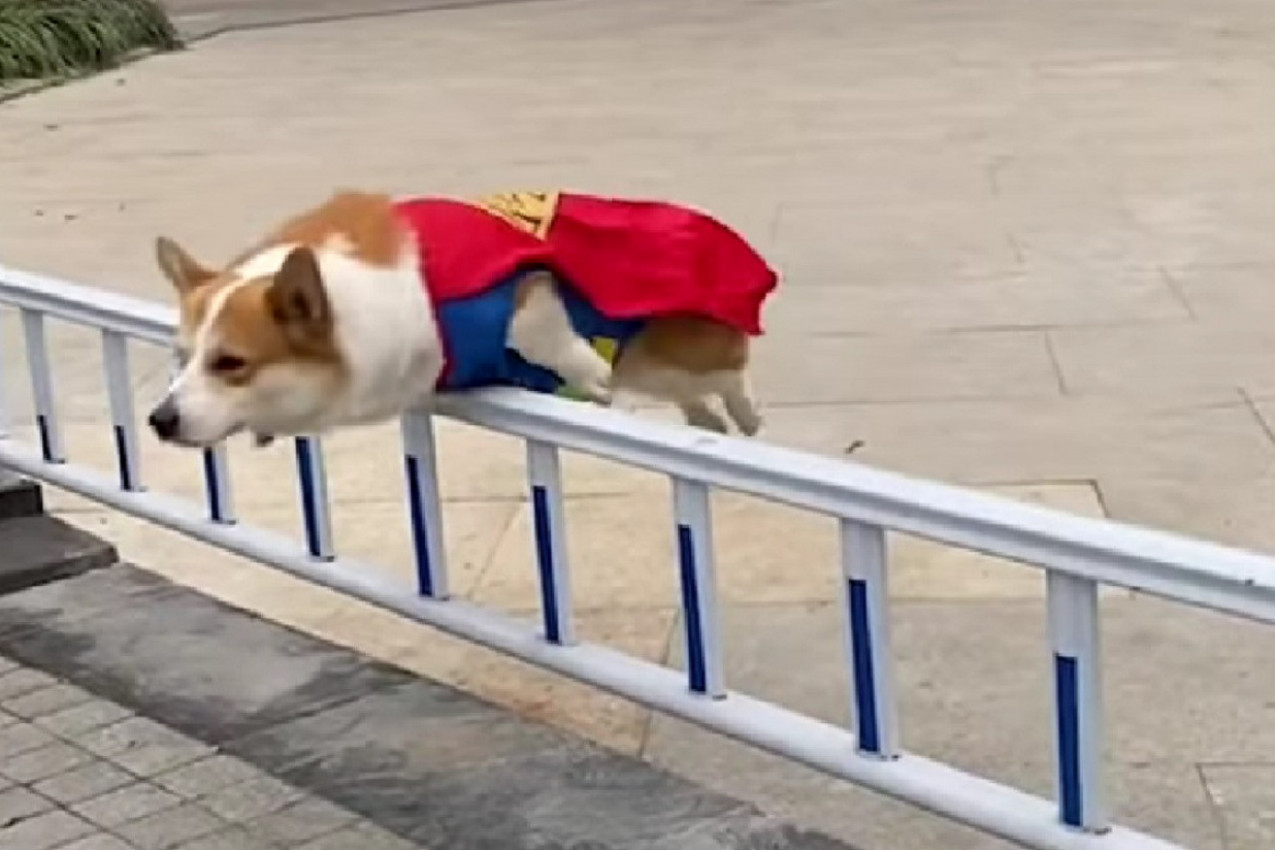 ON JE SUPERKORGI: Ova mala leteća vekna helba će vas ODUŠEVITI! (VIDEO)