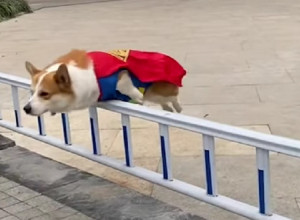 ON JE SUPERKORGI: Ova mala leteća vekna helba će vas ODUŠEVITI! (VIDEO)