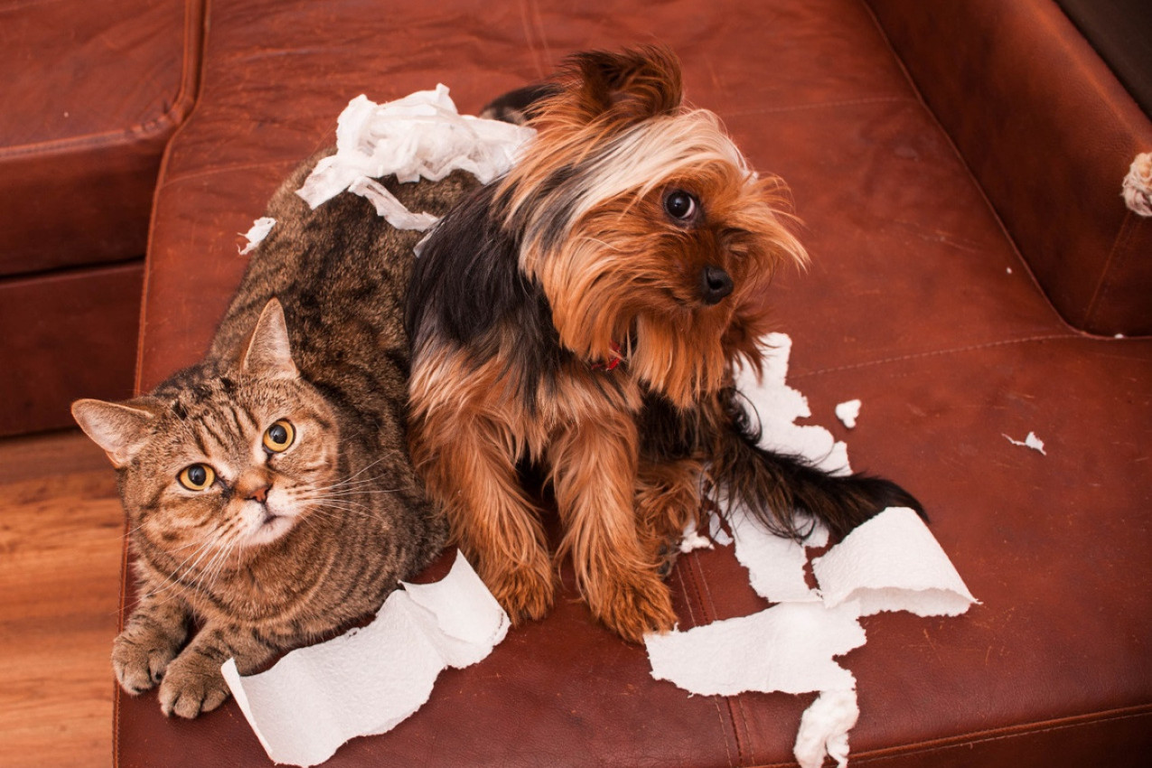MAČKA SE OMACILA I NA NJU SE ZALETEO OGROMNI RETRIVER: Ovaj video nikog ne ostavlja ravnodušnim! (FOTO/VIDEO)