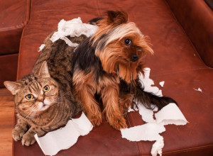 UMETNICI I NJIHOVA DELA: Svako ko ima kućnog ljubimca, ponosni je vlasnik barem jedne „umetnine“!