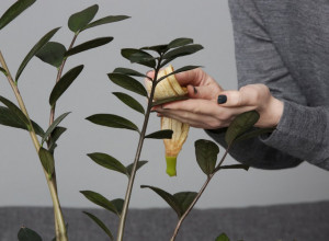 KORA OD BANANE ZA UZGOJ CVEĆA: Iskoristite je na ovaj način i biljke će vam biti zahvalne