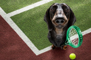 NOVAK ĐOKOVIĆ MEĐU PSIMA! Nećete verovati šta sve ume ovaj presladak pas!