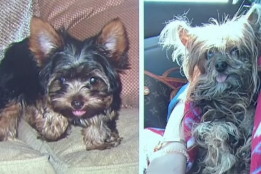 IZGUBILI PSA PRE 14 GODINA! Ono što je zatim usledilo slama srce! (VIDEO)