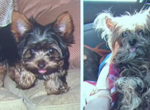 IZGUBILI PSA PRE 14 GODINA! Ono što je zatim usledilo slama srce! (VIDEO)