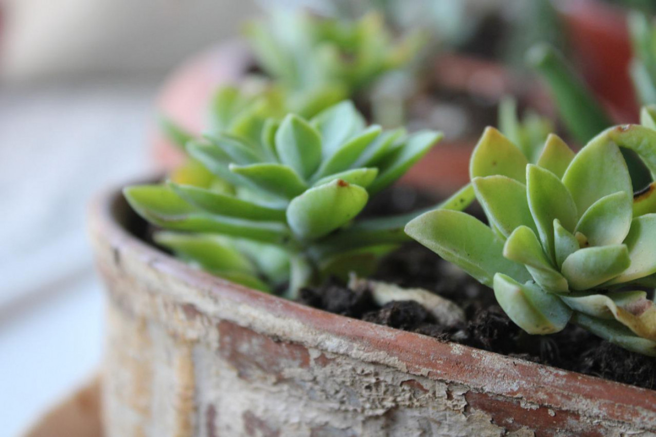 RECEPT NAŠIH PREDAKA ZA ČUVARKUĆU I MED: Ovako se pravi, a evo za šta se sve može koristiti!