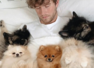 SA PSIMA U KREVETU: Ovakav luksuz retko koji čovek može da priušti (VIDEO)