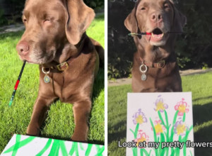 PIKASOV DUH JE ŽIV! Pogledajte kakvo umetičko delo je stvorio ovaj PAS!