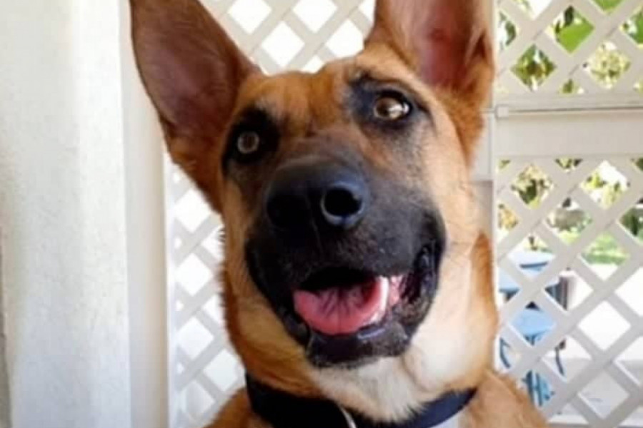 Vlasnici su rešili da je eutanaziraju kada su čuli da će joj biti ODSEČENA NOGA! Ova priča kida srce, a još više sudbina psa!