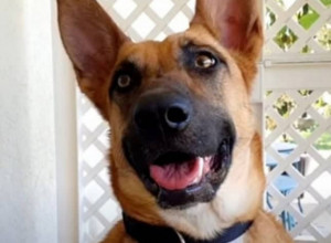 Vlasnici su rešili da je eutanaziraju kada su čuli da će joj biti ODSEČENA NOGA! Ova priča kida srce, a još više sudbina psa!