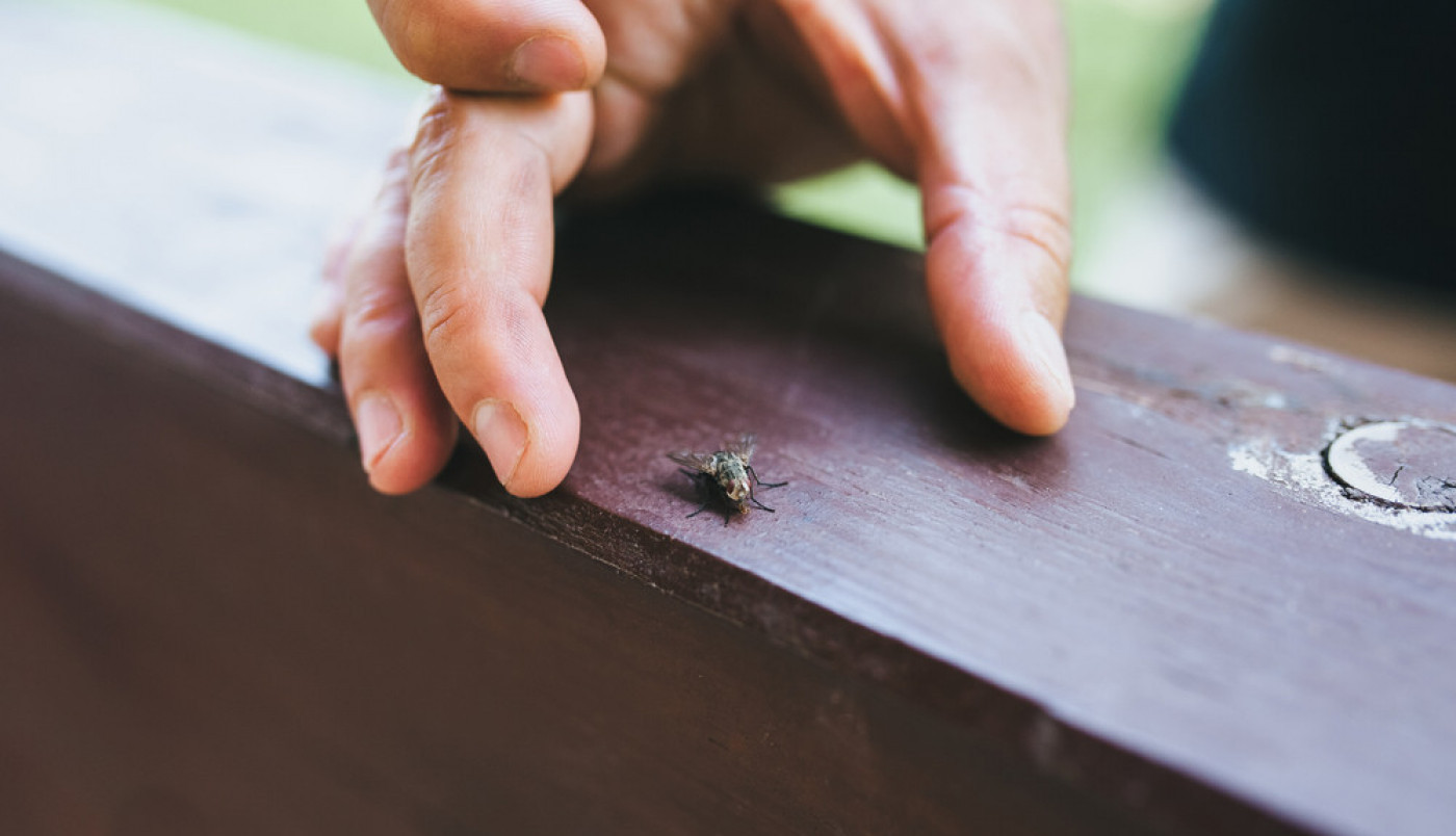 STAVITE OVO U KUĆU I MUVE NIKADA NEĆE ULAZITI: Oslobodite se upornih štetotična koje mogu biti i zarazne!