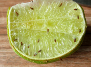 OTERAJTE DOSADNE VOĆNE MUŠICE jednostavnim trikovima! Više vas nikada neće mučiti!