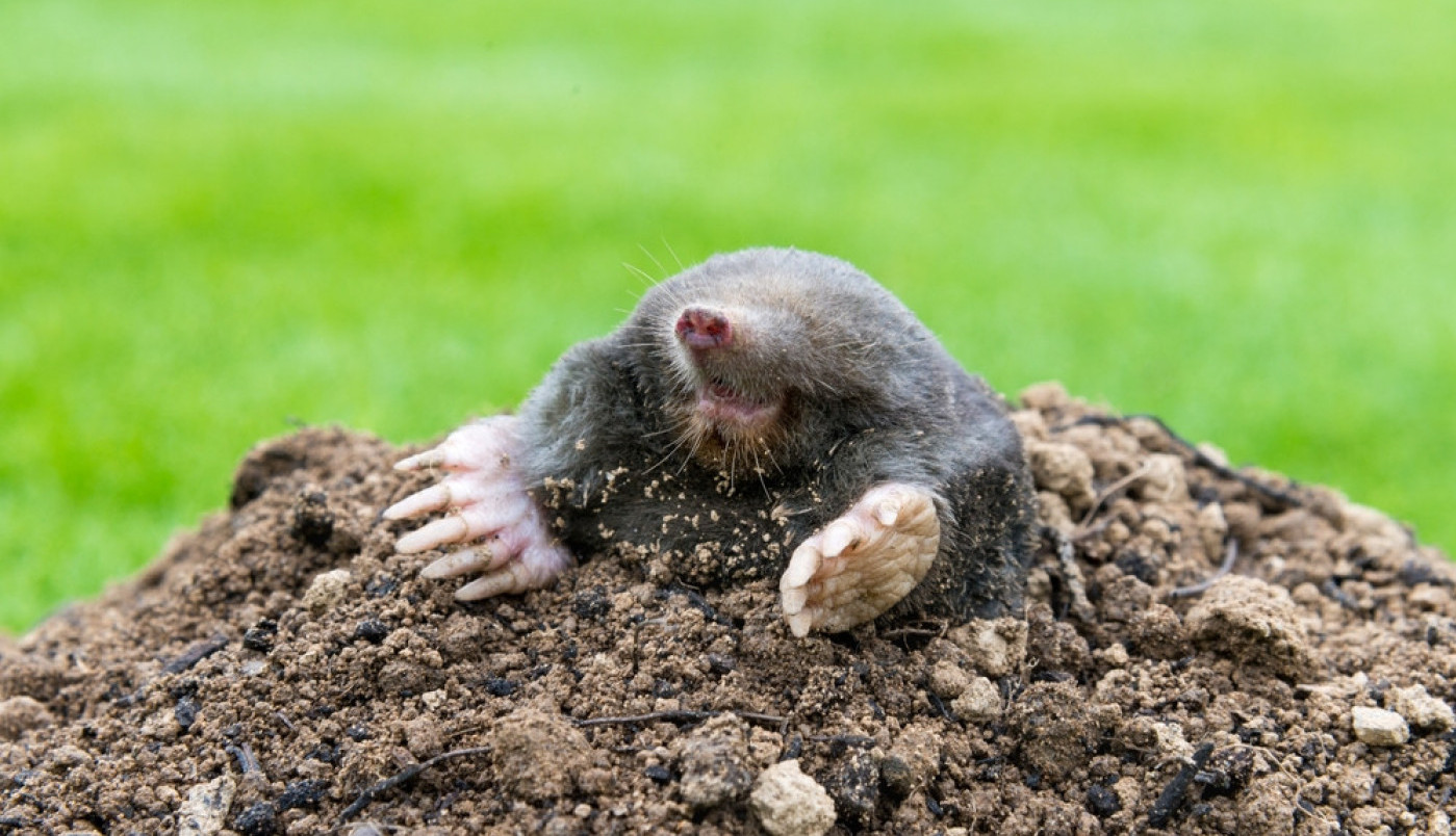 SPAS OD ŠTETOČINA: Metode za rešavanje krtica iz dvorišta